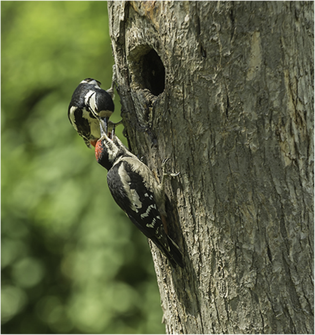 Greater Spotted Woodpeckers Feeding